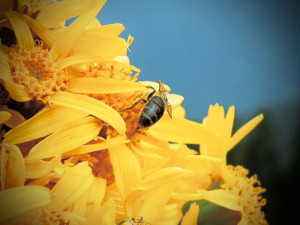 Eine Biene auf Arnika-Blumen
