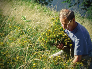 Ein Mann beim Johanniskraut sammeln
